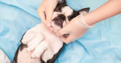 Massagem para Cachorro vira febre nos Estados Unidos